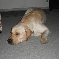 Labrador retriever Max