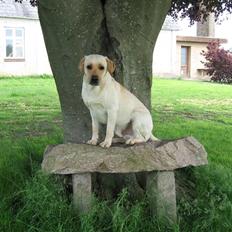 Labrador retriever Max