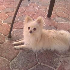 Pomeranian Coco