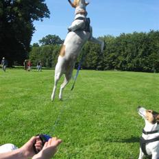 Dansk svensk gaardhund Taffi