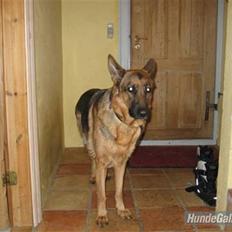 Schæferhund Jennie <3 † DØD † R.I.P