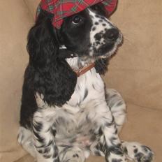 Cocker spaniel Sascha
