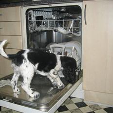 Cocker spaniel Sascha