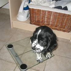 Cocker spaniel Sascha