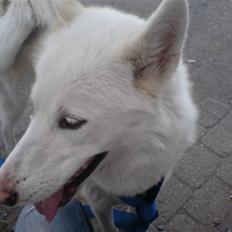 Siberian husky Nala