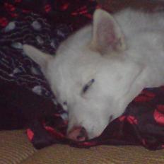 Siberian husky Nala