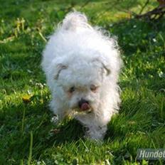Bichon à poil frisé Bonnie <3 † DØD † R.I.P