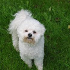 Bichon à poil frisé Bonnie <3 † DØD † R.I.P