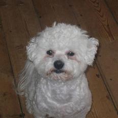 Bichon à poil frisé Bonnie <3 † DØD † R.I.P