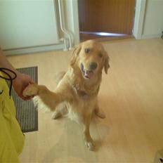Golden retriever Dino