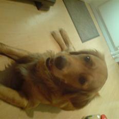 Golden retriever Dino
