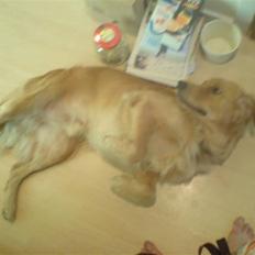 Golden retriever Dino