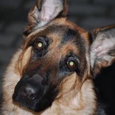 Schæferhund Freja <3