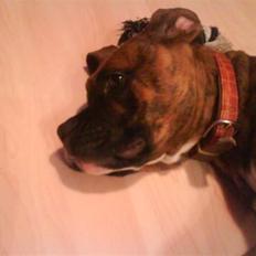 Amerikansk bulldog Aida