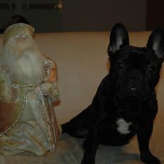 Fransk bulldog A´La´Coccio´s Coco Patcha