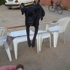 Labrador retriever Batmore-Zulu