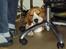 Beagle Brigade general Sofus  - En beagle kan sove hvor som helst!