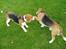 Beagle Brigade general Sofus  - der er gang i huset/haven når Herkules besøger mig!