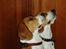 Beagle Brigade general Sofus  - Jeg tror det kan spises!