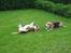 Beagle Brigade general Sofus  - gad vide hvad min ven Herkules "griner" af!