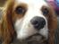 Cavalier king charles spaniel Balder