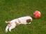 Cavalier king charles spaniel Balder