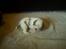 Cavalier king charles spaniel Balder