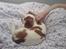 Cavalier king charles spaniel Balder