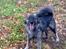 Blanding af racer Keesha /Sølvrøv 2004-2017 RIP - "Shewolf" i skoven....en sand dræber!