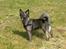 Blanding af racer Keesha /Sølvrøv 2004-2017 RIP - Våd og i "sommertøj"