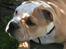 Blanding af racer Bertram Eng. Bulldog/SBT - Bertram aug 07