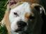 Blanding af racer Bertram Eng. Bulldog/SBT - Bertram aug 07