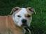 Blanding af racer Bertram Eng. Bulldog/SBT - Bertram aug 07