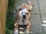 Blanding af racer Bertram Eng. Bulldog/SBT