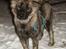 Blanding af racer Keesha /Sølvrøv 2004-2017 RIP - I sit rette element som hvalp