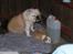 Blanding af racer Bertram Eng. Bulldog/SBT - Bertram med mor på camping på Fyn...