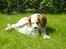 Cavalier king charles spaniel Balder
