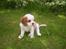 Cavalier king charles spaniel Balder