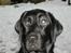 Labrador retriever Effi  R.I.P - effii