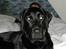 Labrador retriever Effi  R.I.P - effi hygger i mors og fars seng ( NYT)