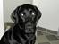 Labrador retriever Effi  R.I.P - er jeg ikk bar nuttet :-)  ( NYT)
