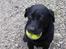 Labrador retriever Wanda=) - Fede og hendes yndlings bold<333