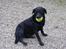 Labrador retriever Wanda=) - Wanda er nu med Hvalpe(Regner vi meget med!)