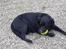 Labrador retriever Wanda=) - Bøøøf<3<3<3