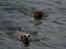 Blanding af racer Rex - Vandhunde...