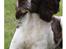Engelsk springer spaniel Athene F.T. - 2010