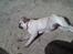 Mops Frida