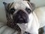 Mops Frida
