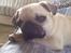 Mops Frida