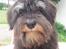 Dvaergschnauzer *Hr. Albert* - i dag skal jeg trimmes.......kan det ses??